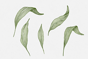 Watercolor Olive Branches Leaves, an Illustration by Creatchees.std (Thumbnail 7 of 13)