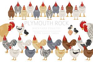 Plymouth Rock Chicken Breed Clip Art