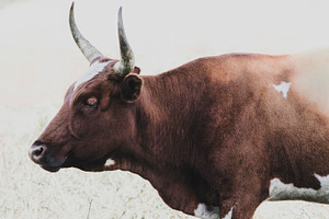 Minimalist Nguni Cow Landscape, an Animal Photo by René Jordaan Photography