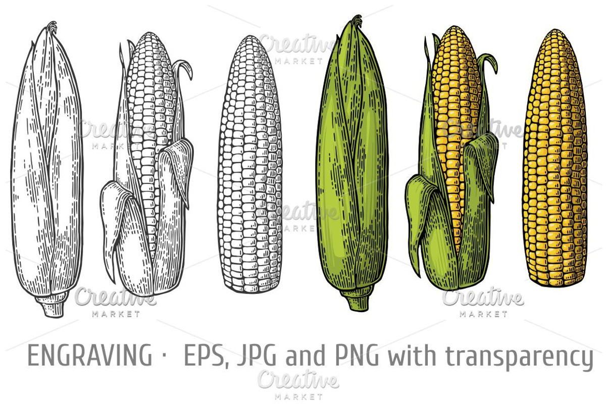 Set cob corn - closed to the cleaned, a Food Illustration by MoreVector