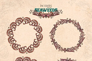 Seaweeds, an Object Illustration by Ink Stories (Thumbnail 6 of 24)