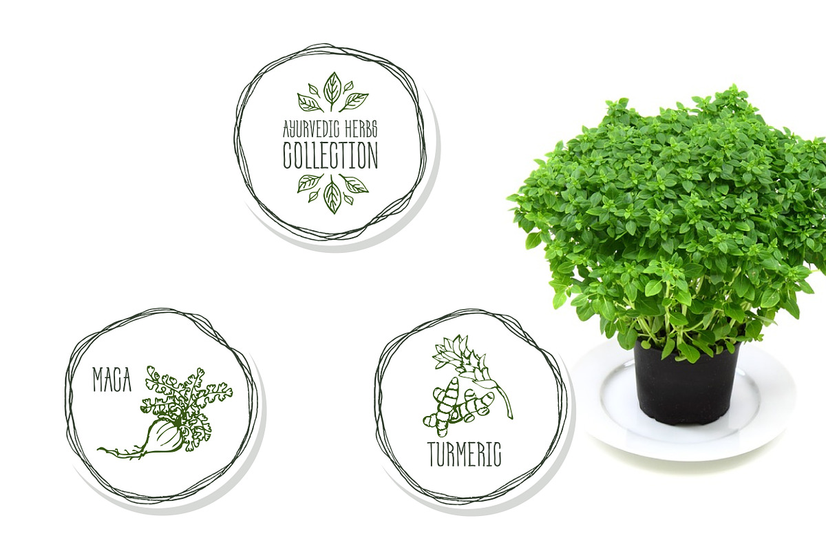 Ayurvedic Herb Collection, an Object Graphic by AV Design (Photo 5 of 5)