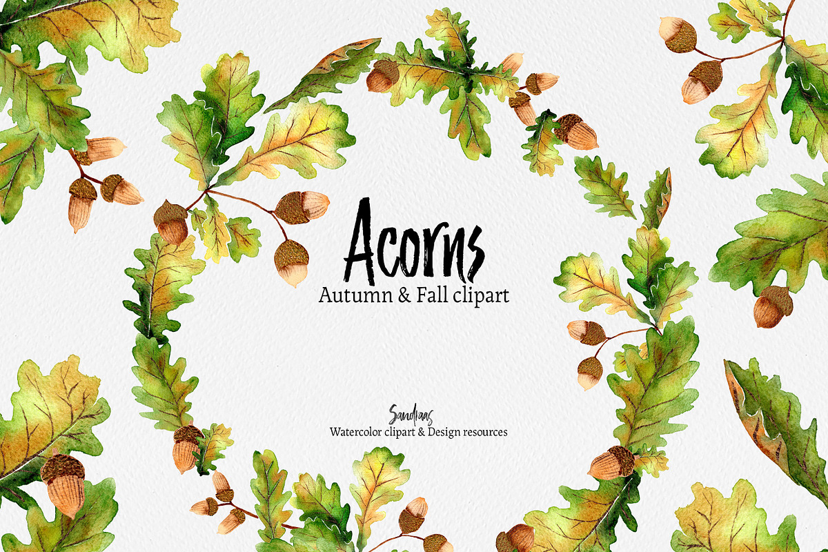 Autumn clip art: ACORNS watercolor, an Illustration by SandraGraphicDesign (Photo 2 of 7)