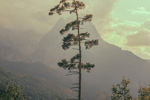 Bavarian Pine Tree