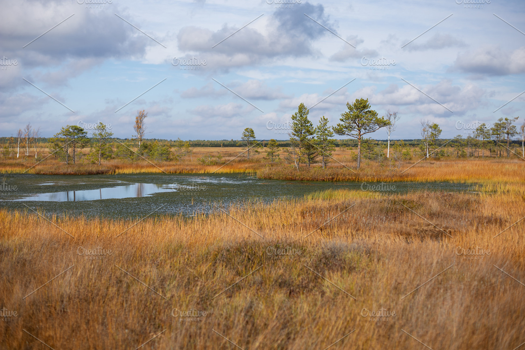 Belarusian swamp lake in Yelnya Belarus in autumn. Ecosystems environmental pro, a Nature Photo by SaulichPhoto