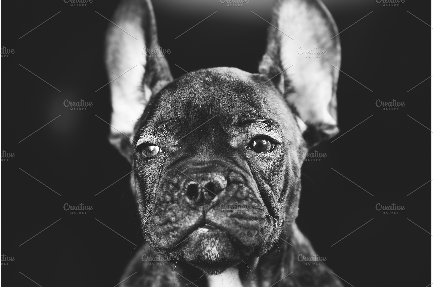 Young Curious Black French Bulldog, an Animal Photo by Our Amazing World