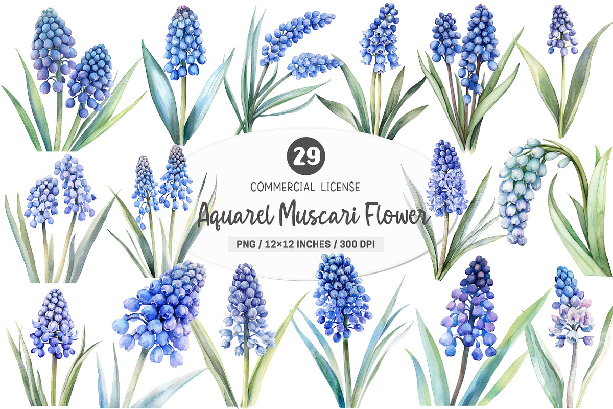 Watercolor Muscari Clip Art, an Illustration by SinaCreation (Photo 1 of 5)
