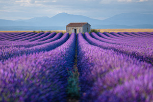 Lavender field with a small house, a Photo by Beautiful things