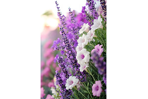 Vibrant lavender and petunias, a Nature Photo by Lermont51