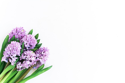 Purple hyacinths stock photo featuring purple flowers, flowers, and hyacinths