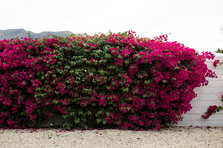 Pink Bougainvillea in Palm Springs, a Photo by Dmotif