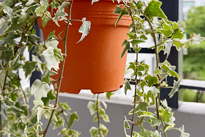 English ivy plant in flower pot, a Photo by ArtBackground