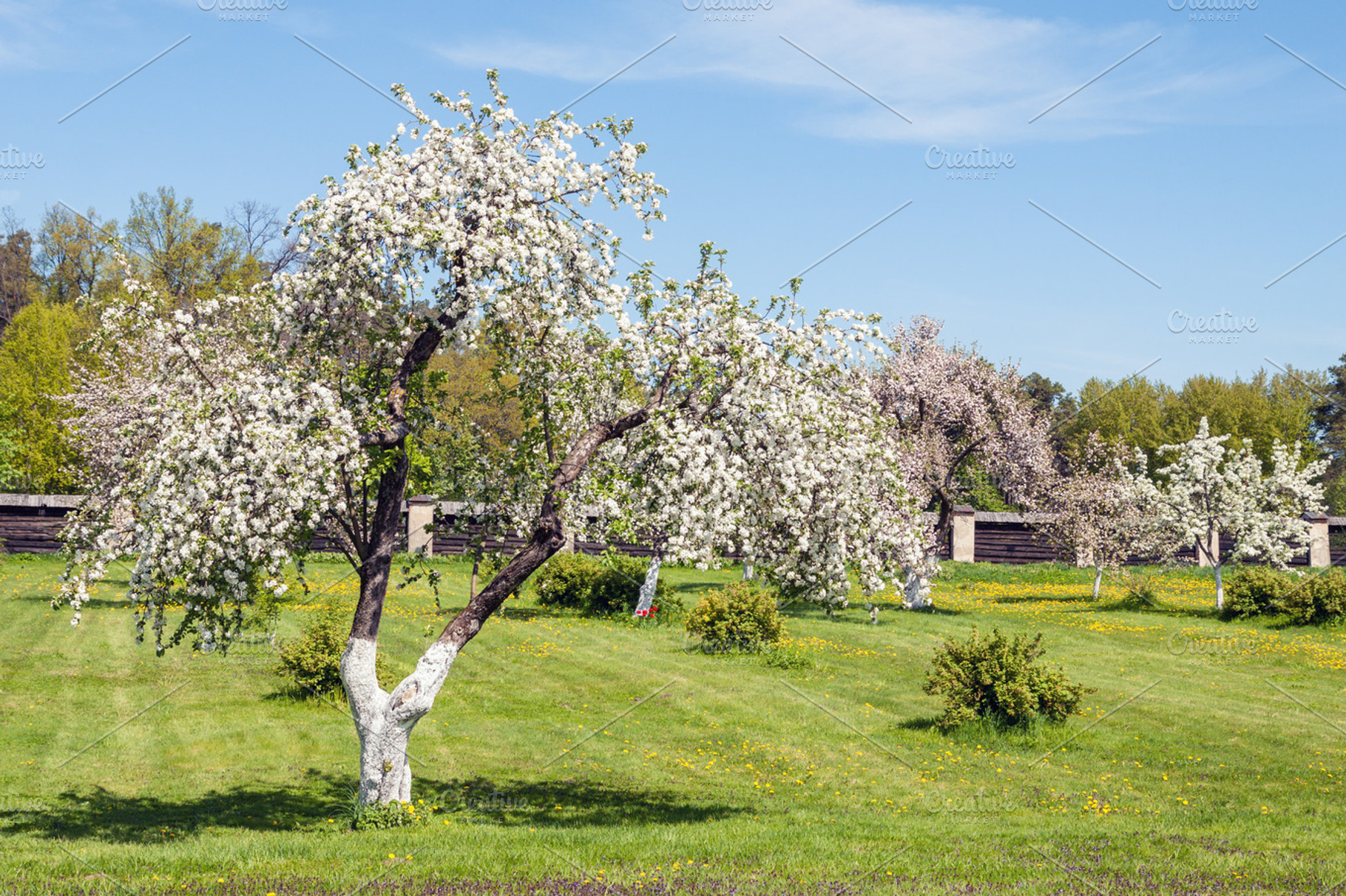 Blossoming apple orchard in spring, a Nature Photo by BOOCYS