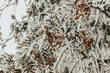 Frozen texture on fir tree stock photo containing frozen and fir, a Nature Photo by Three Design