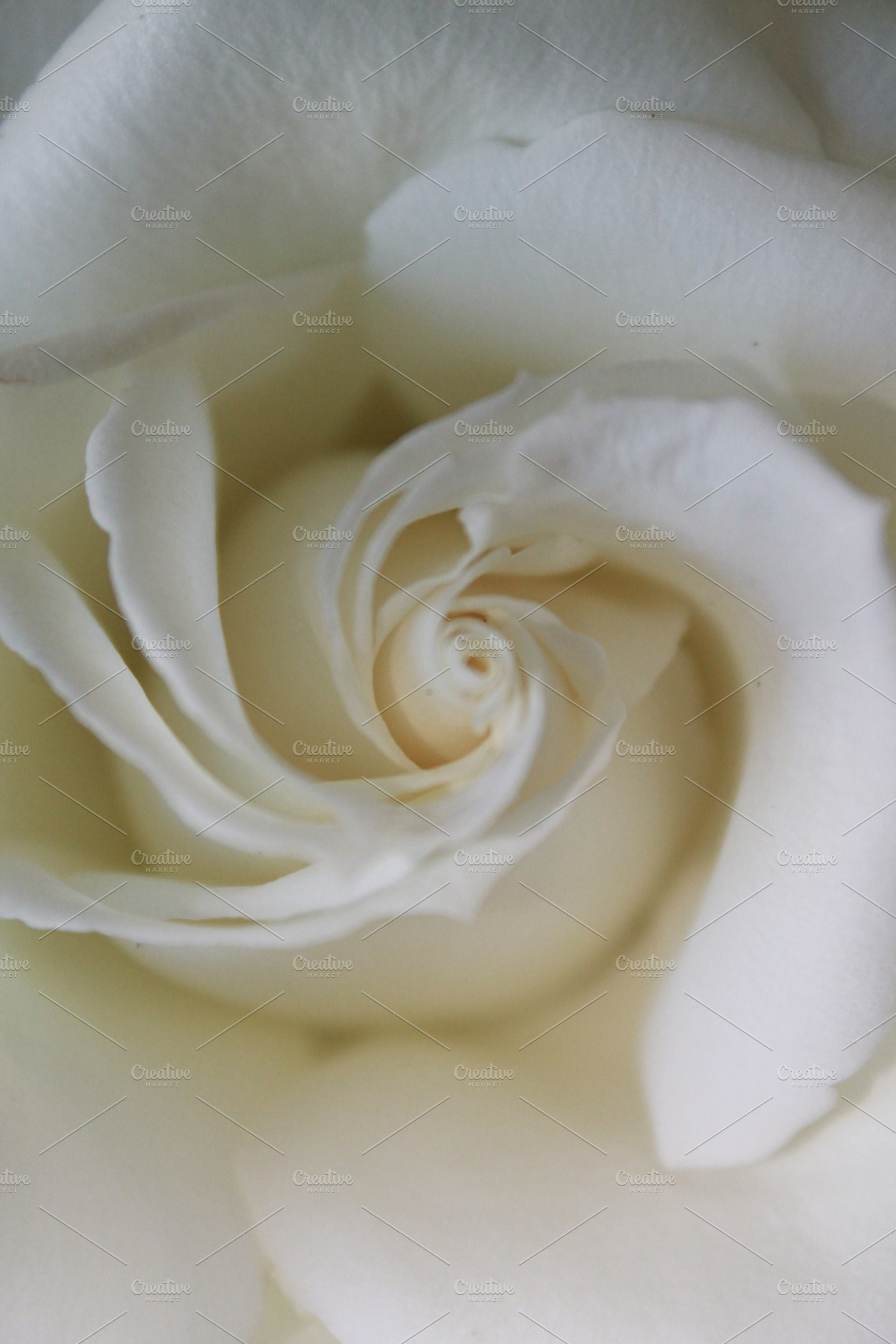White Rose Bloom