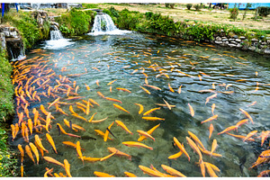 Trout fish farm at Ingenio in Junin, an Animal Photo by Leonid Andronov