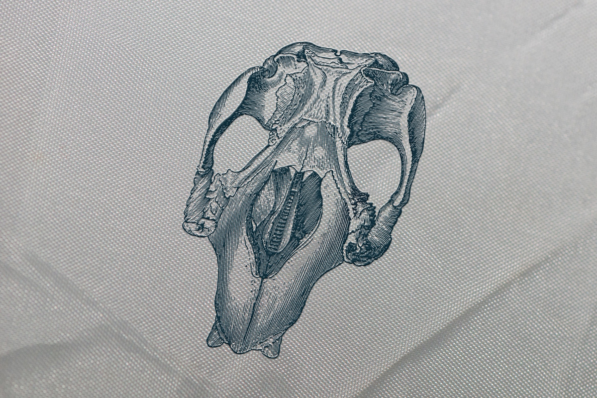 125 Vintage Animal Bones (Vector), an Animal Illustration by Brigantine Designs (Photo 3 of 9)
