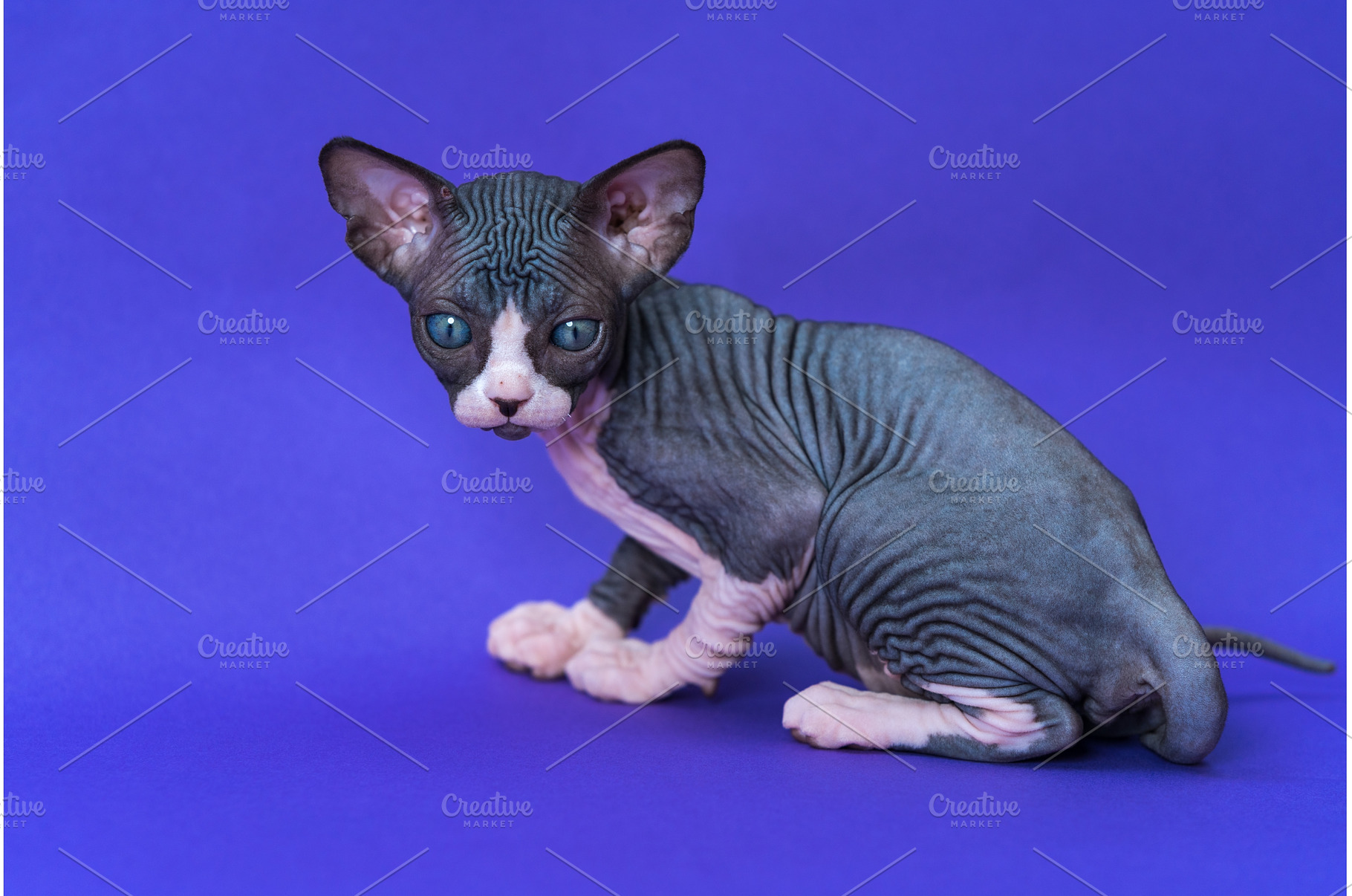 Adorable kitten of Canadian Sphynx, an Animal Photo by Alexander-Piragis