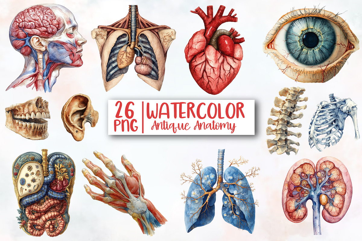 Antique Anatomy clipart, an Illustration by Designworld (Photo 1 of 4)