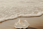 Golden Shore | 240 Stock Images, a Nature Photo by Tale.Haus (Thumbnail 19 of 19)