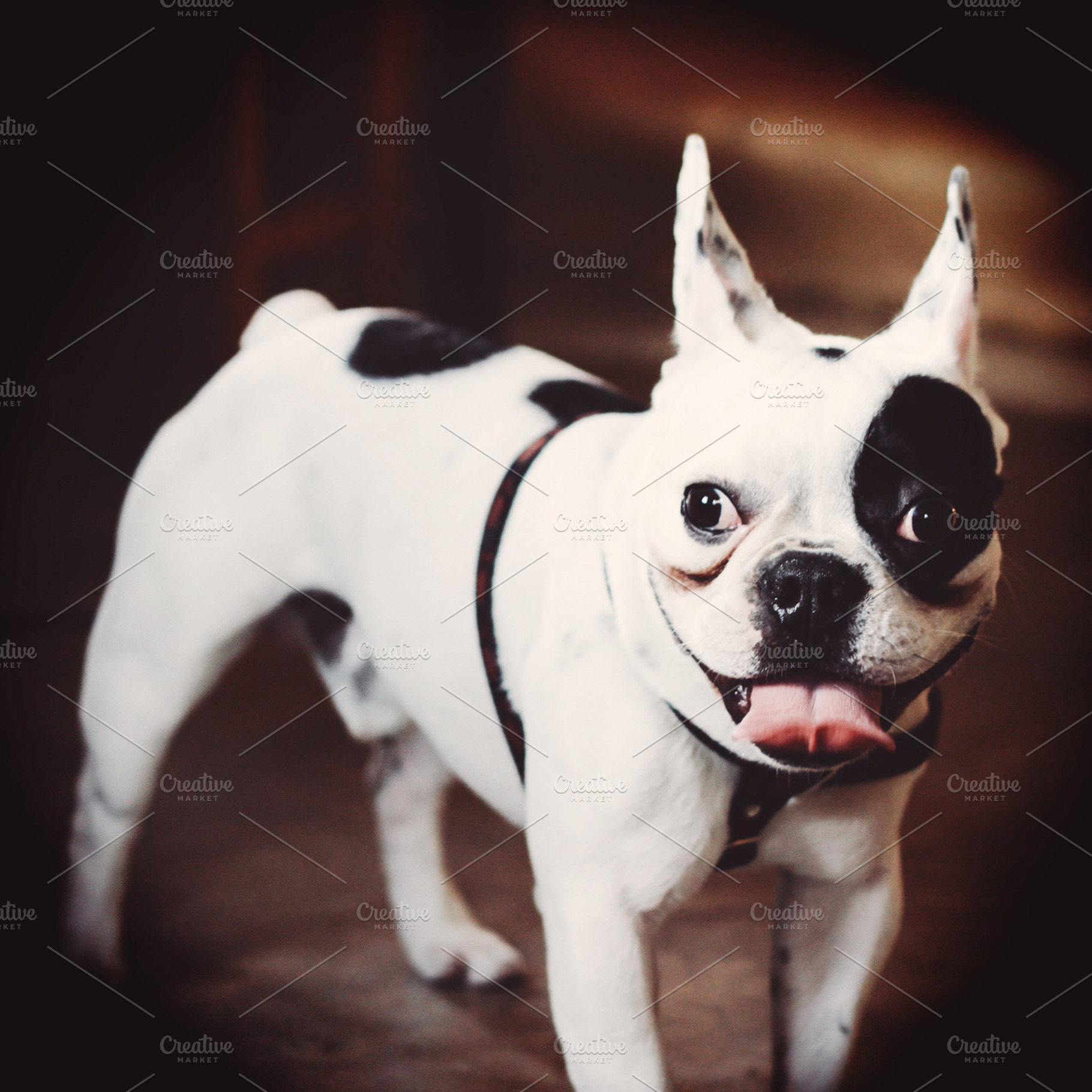 Cute Bulldog