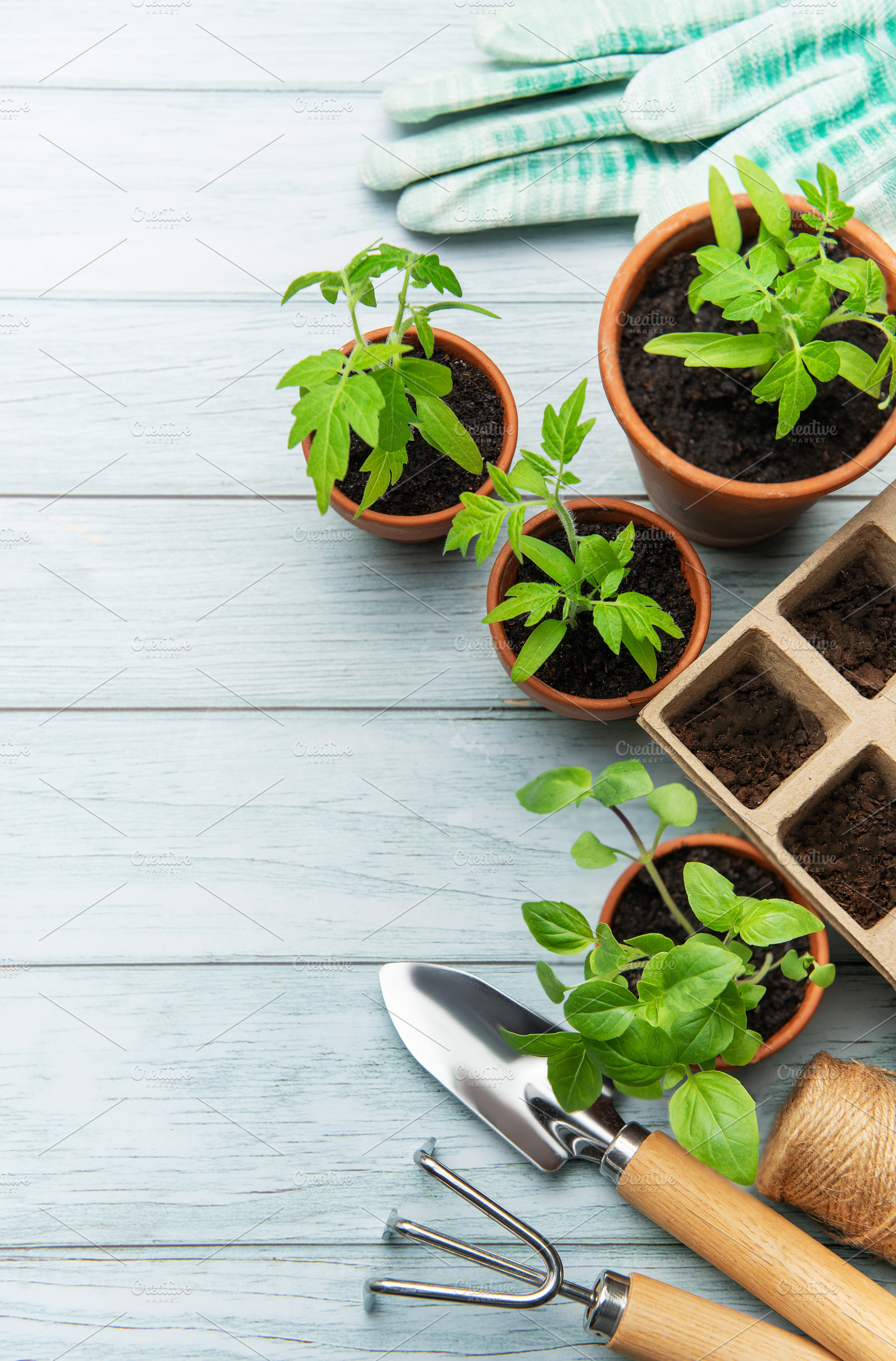Gardening tools and seedlings on rustic wooden table promoting s, a Nature Photo by Olena Rudo
