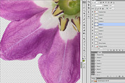 Rocoto peppers, an Object Graphic by Hortimages (Thumbnail 3 of 3)