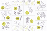Herbs & Spices Big Bundle, a Food Illustration by Zhemchuzhina (Thumbnail 7 of 9)