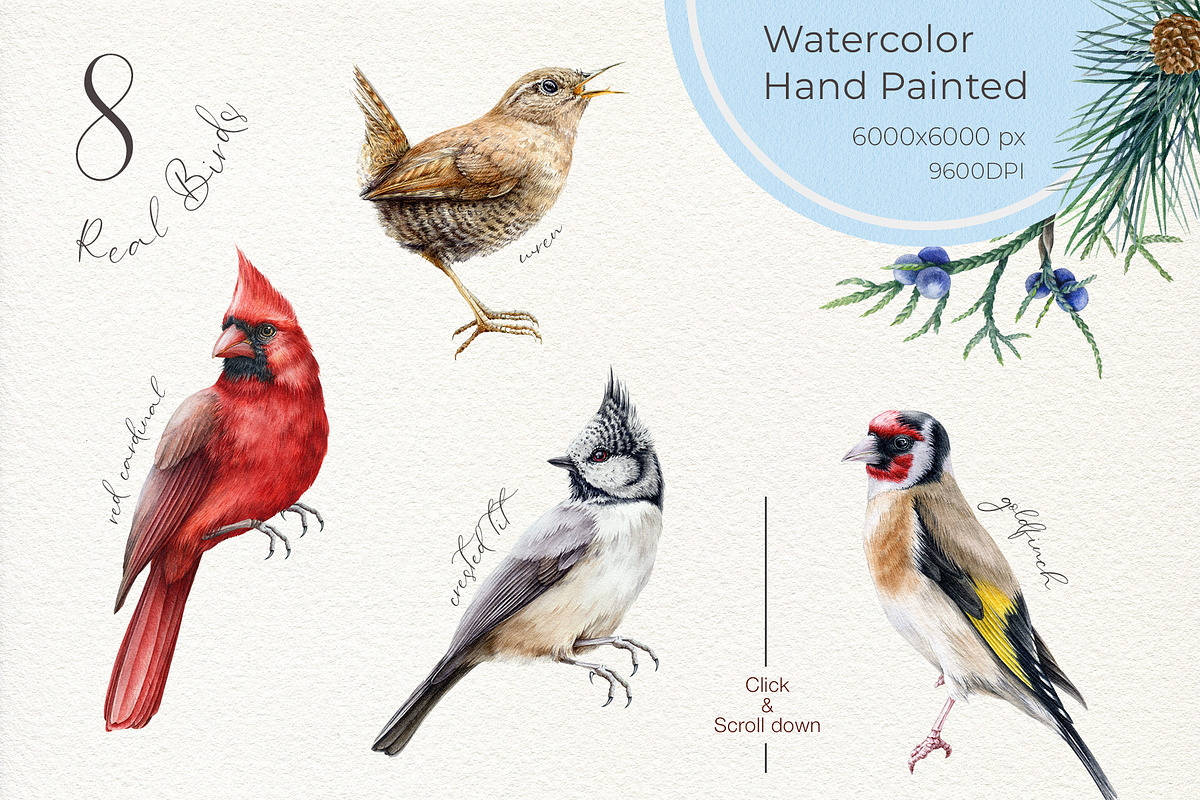 Winter Birds Watercolor Clipart, an Animal Illustration by AnitaPol (Photo 3 of 14)