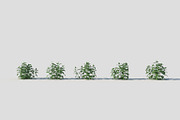Melissa officinalis, an Environmental 3D Model by happy brush (Thumbnail 2 of 8)
