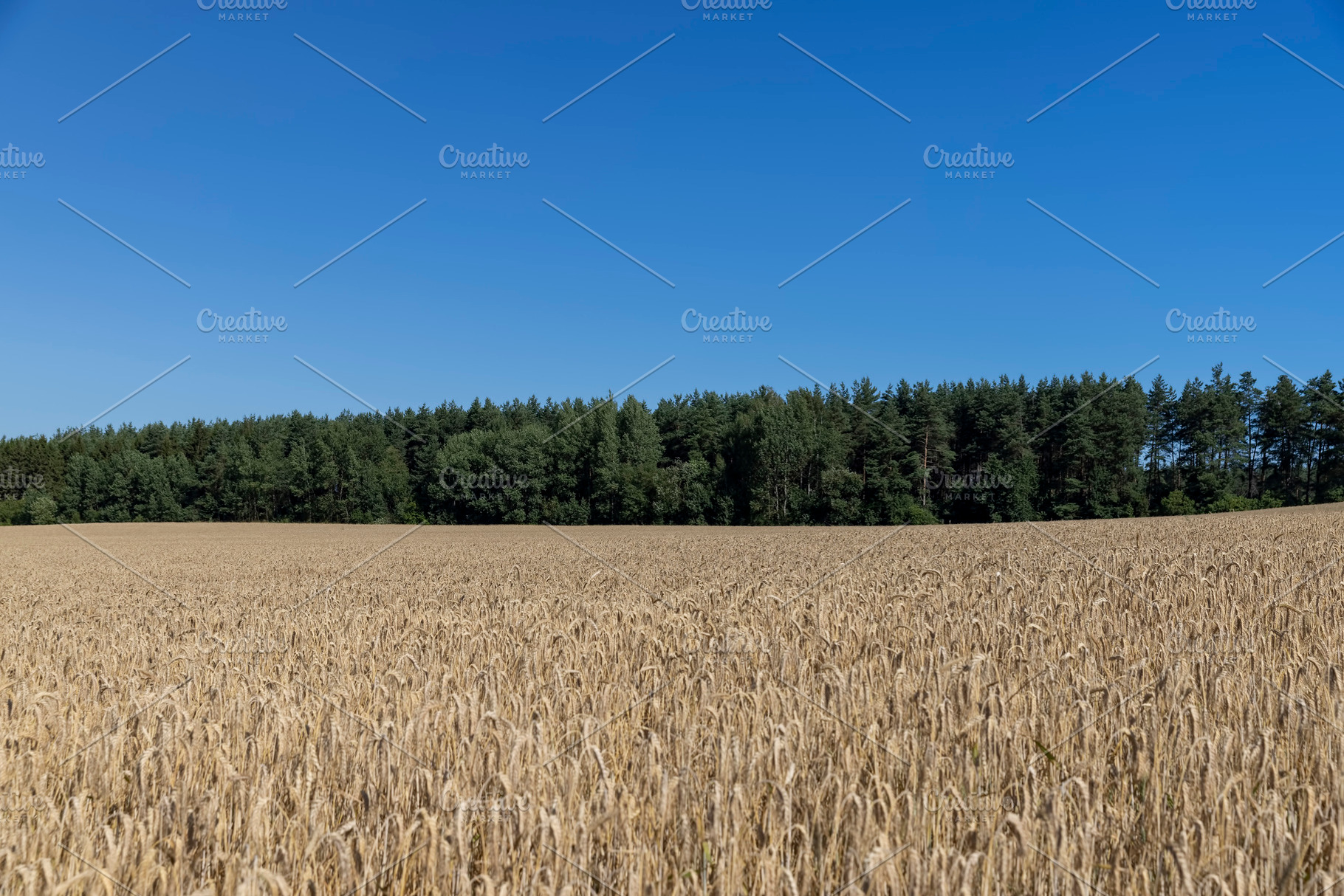 a field with a wheat crop in hot summer weather, a monocultural field with yell, a Photo by rsoollAI