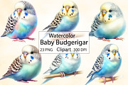 Watercolor Baby Budgerigar Clipart, an Illustration by CraftArtStudio (Thumbnail 1 of 3)