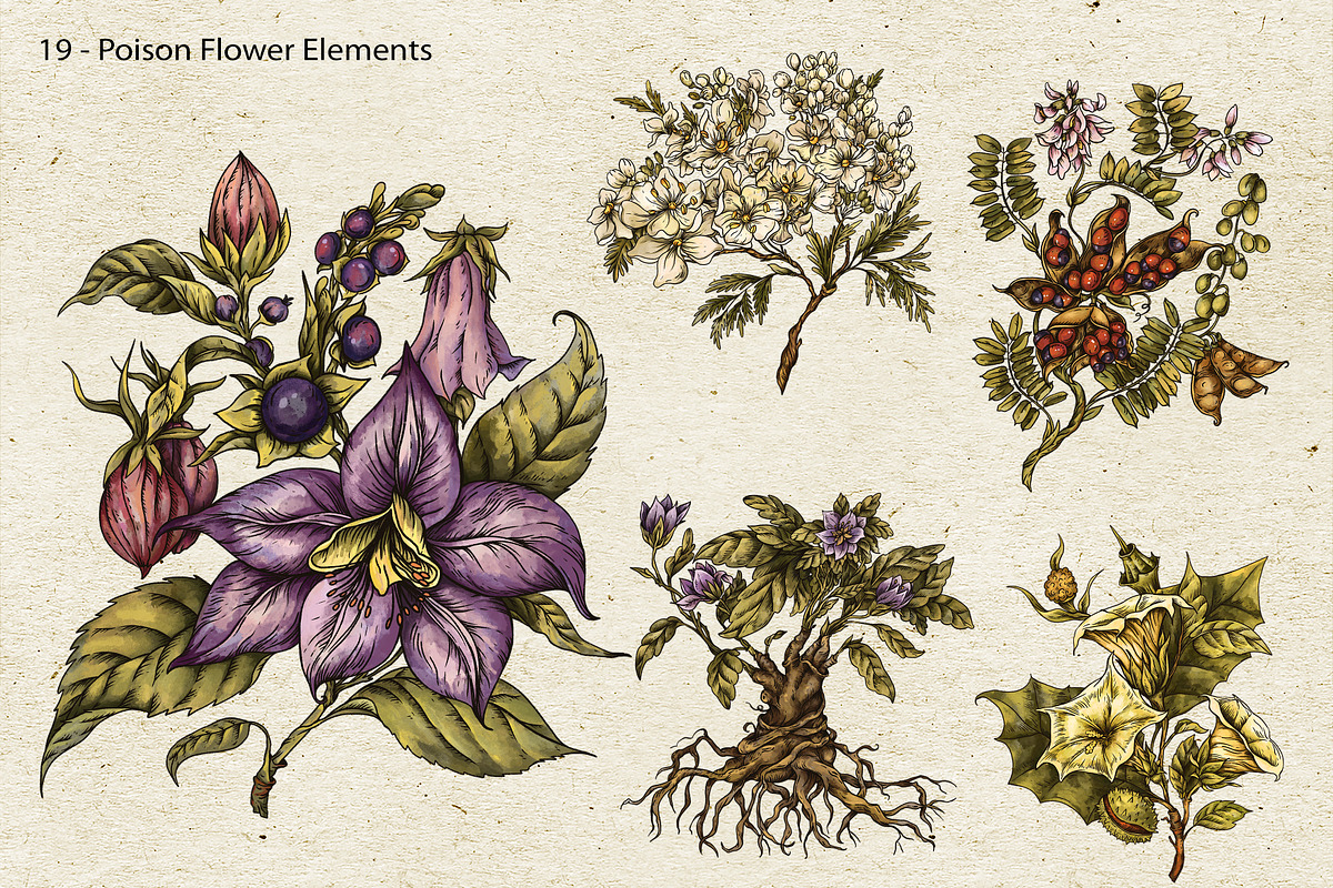 Poison Garden Witchcraft Clipart, an Object Illustration by Belusuab (Photo 2 of 16)