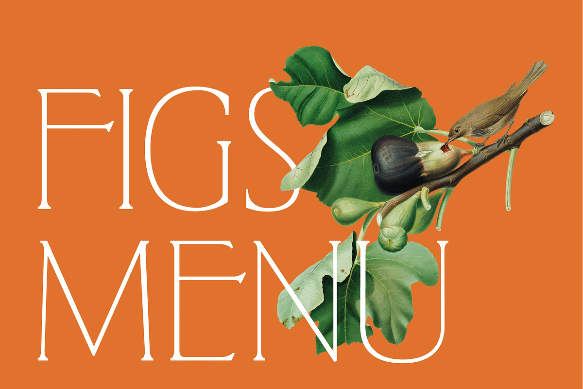West and Olives (6 fonts + variable), a Font by The Old Type Foundry (Photo 5 of 12)