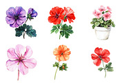 Geranium Flower Watercolor Clipart, an Illustration by SinaCreation (Thumbnail 4 of 5)