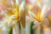 Dreamy Floral Blurred Backgrounds, a Background Graphic by Altea Design Studio (Thumbnail 9 of 16)