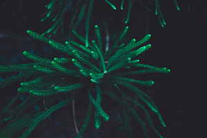 Pine tree 