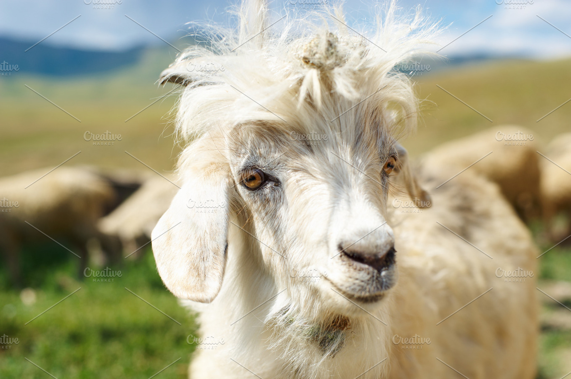 Young goat with a prickle, a Photo by LaserPrint