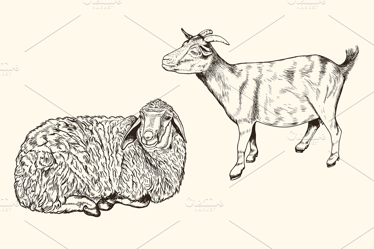 Hand Drawn Animals, an Animal Illustration by Artspace (Photo 5 of 6)