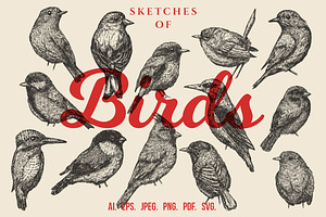 Sketches of birds