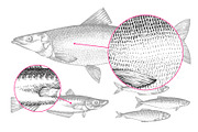Fish#2 Vector Collection, a Food Illustration by Lubov Illustrations Shop (Thumbnail 8 of 12)