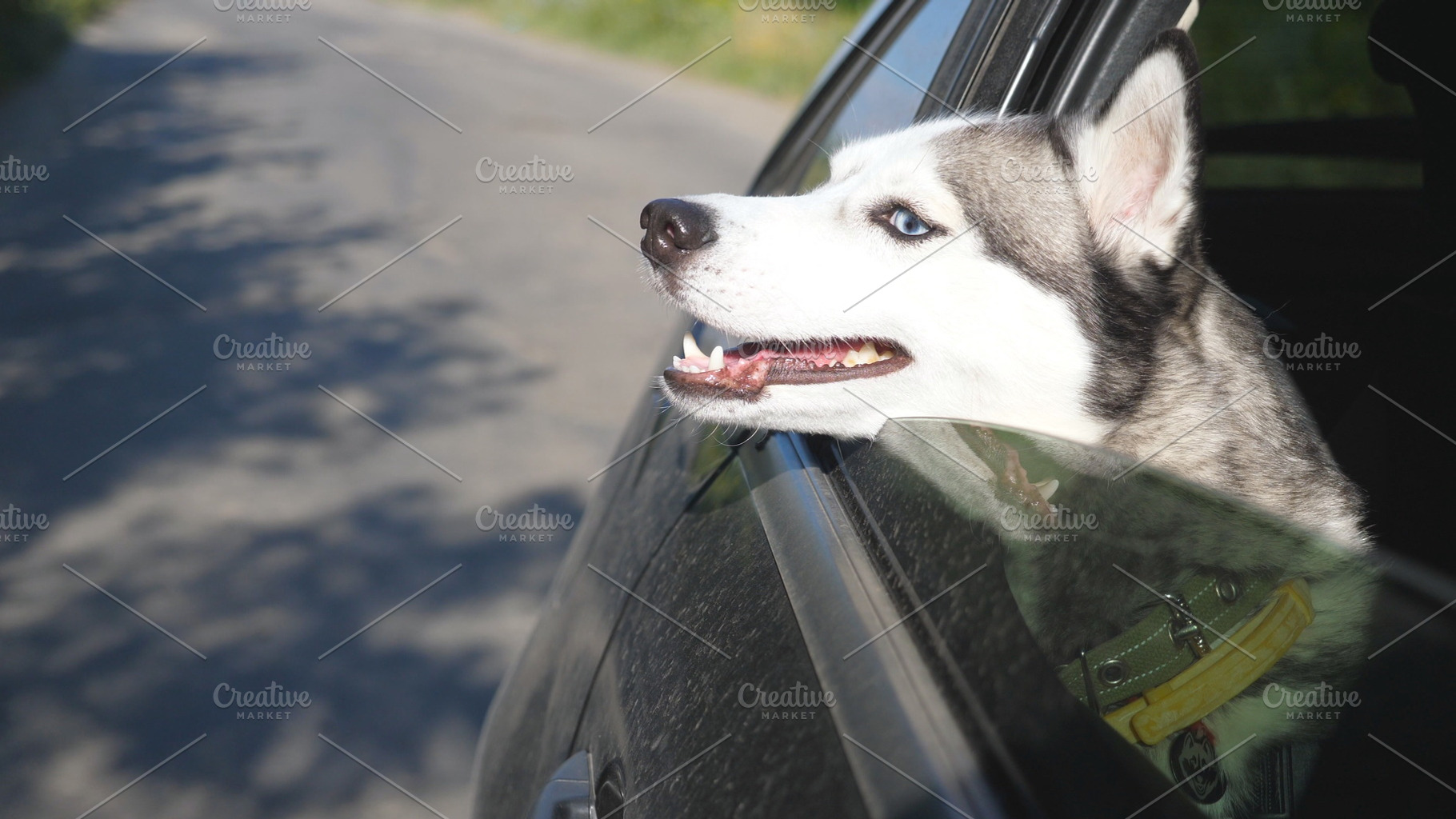 Close up of beautiful siberian husky featuring adventure, animal, and auto, an Animal Photo by Footage Autor