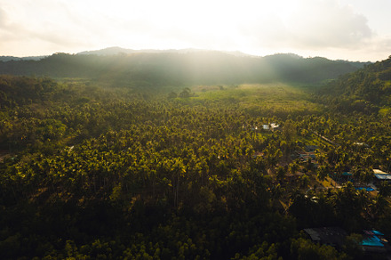 Coconut tree garden by the sea on the island, high angle view, a Nature Photo by Art Rachen