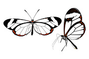 Glass wing Butterfly Illustration, an Animal Illustration by Ghagra (Thumbnail 2 of 4)