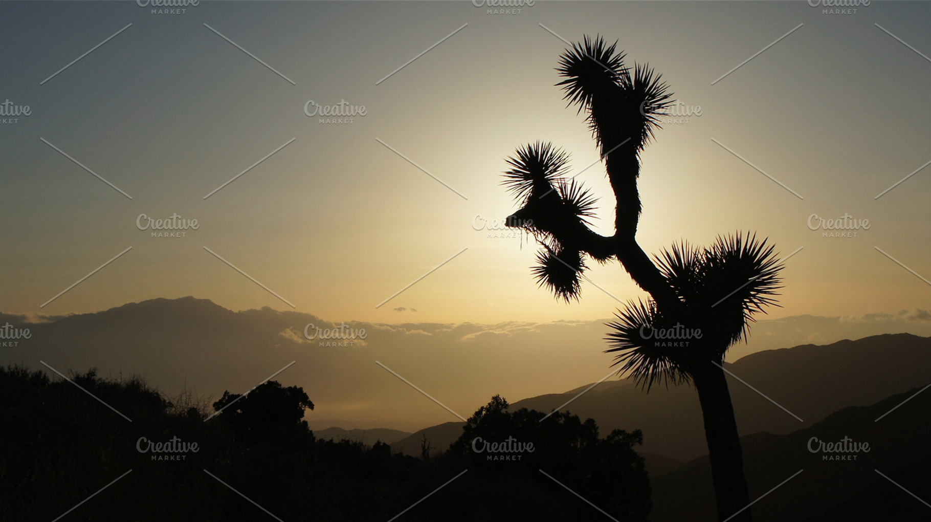 Raised Needles 1, a Nature Photo by Graphic Wray