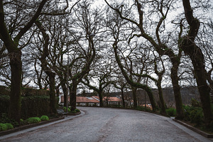Winter street, trees, empty bench, a Nature Photo by SkyNext