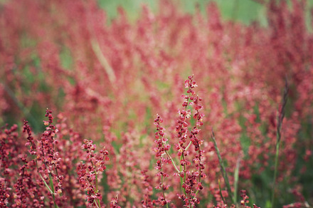 Red floral meadow