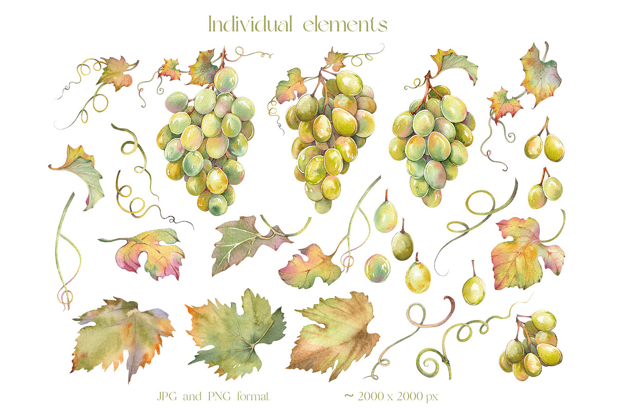 Watercolor Grapes Clipart Set, a Food Illustration by Jeanna Draw (Photo 10 of 12)