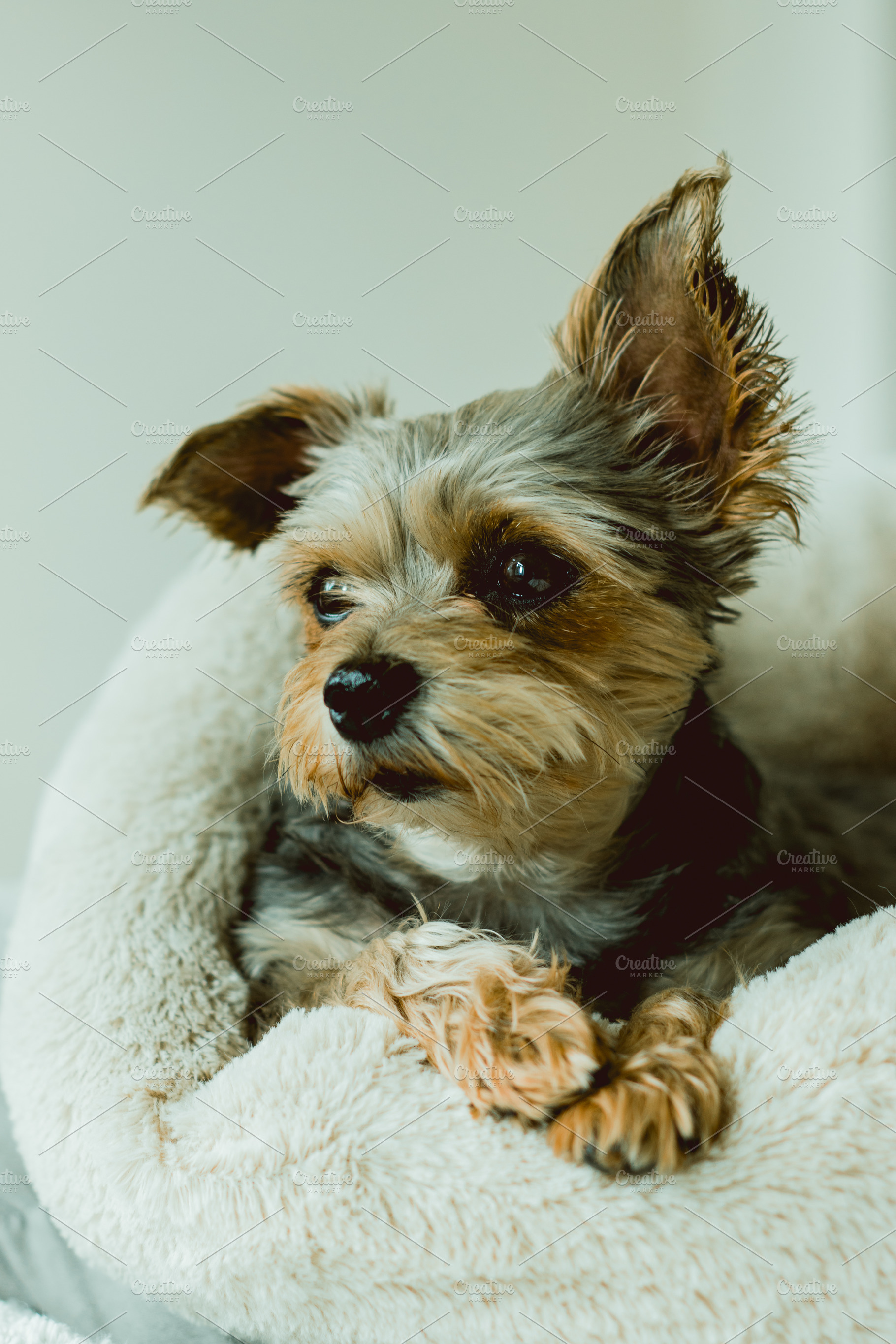 Sweet little dog containing dog, yorkshire, and terrier, an Animal Photo by René Jordaan Photography