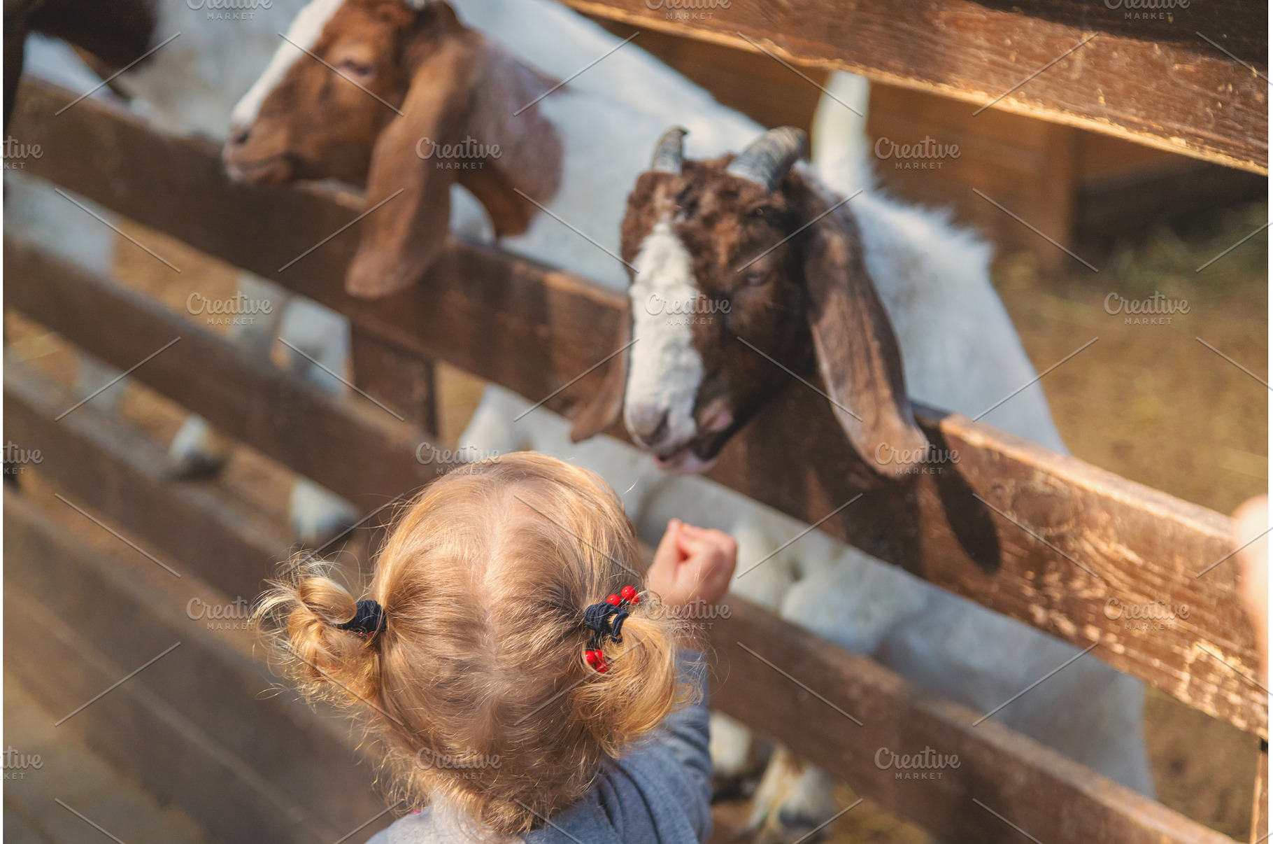 A child feeds a goat on a farm, an Animal Photo by yanadjana